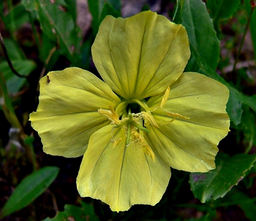 {Oenothera triloba}